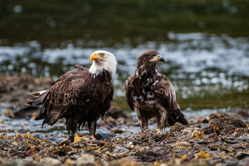 bald eagle portrait