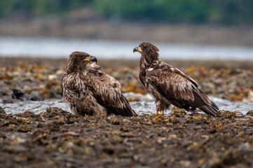 young bald eagle staring