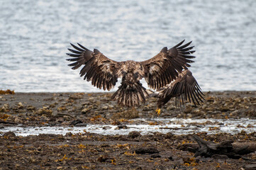 Young bald eagle fight