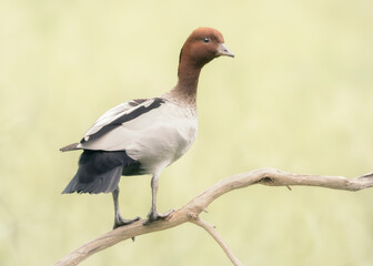 Australian adult male wood duck (Chenonetta jubata) perched on branch with blurred grass background