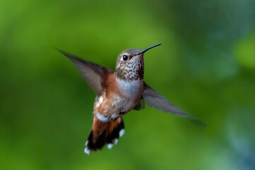 Rufous hummingbird