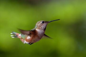 Rufous hummingbird