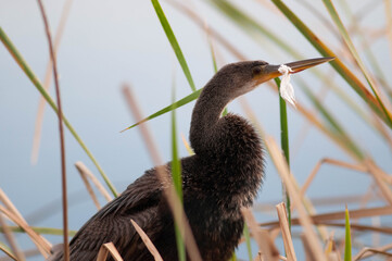 Anhinga choking on plastic