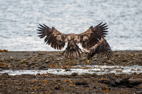 Young Bald Eagle Fight