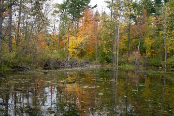 Fototapeta na wymiar A forest landscape in the fall season