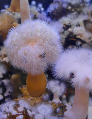 Plumose anemone  lives in tide pools