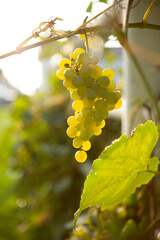 bunches of grapes hanging on the vine