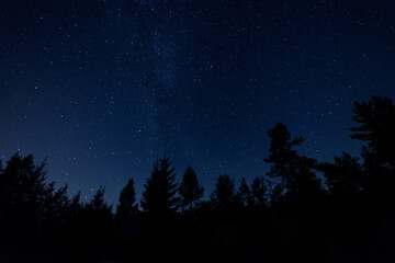 Night starry sky with silhouettes of fir trees