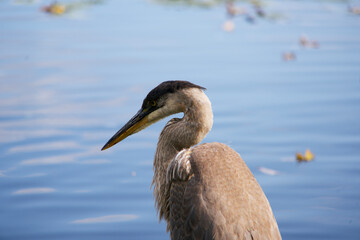 A junior great blue heron