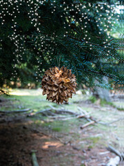 guirlandes et ornement sur sapin dans la foret, ambiance de Noël.
