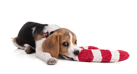 Puppy beagle with a red and white Christmas toy