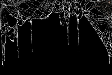 Real creepy spider webs hanging on black banner as a top border with a tarantula in the corner - obrazy, fototapety, plakaty