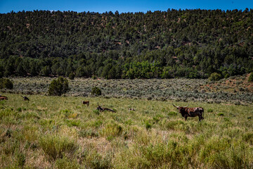Open Range Longhorn Cattle