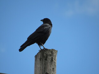 crow on a fence