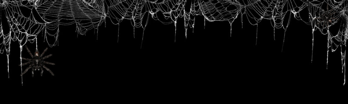 Real creepy spider webs on black banner as a top border with tarantulas hanging from the webs