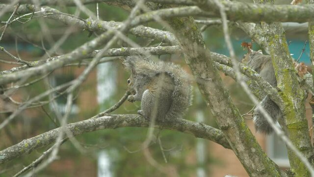 Close Up on Squirrels in Tree