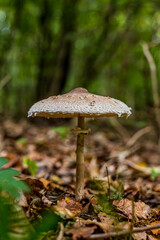 Delicious Blushing Wood Mushroom among the leaves in a green forest