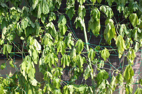 12 877 件の最適な アサガオの葉 画像 ストック写真 ベクター Adobe Stock 12 877 件の最適な アサガオの葉 画像 ストック写真 ベクター Adobe Stock