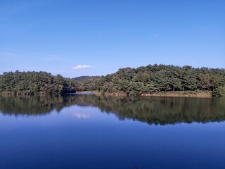 reflection of trees in water