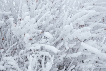 Snow and rime ice on the branches of bushes. Beautiful winter background with twigs covered with...