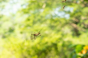 Araña de Seda Dorada