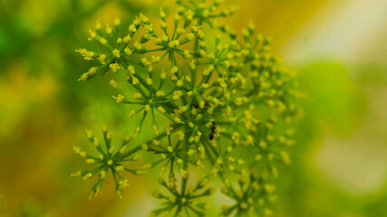 close up of a flower