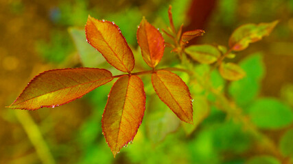 autumn leaves on the tree