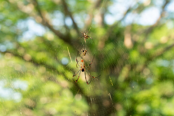 Araña de Seda Dorada