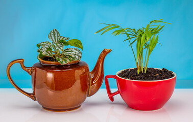House plants grown in recycled mug and tea pot, recycle, reuse, up cycle for sustainable living and...