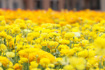 Yellow Flower Fields