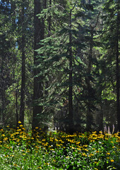 Obraz premium Beautiful wild flowers grow at the foot of the giant trees in Yosemite Valley.