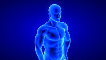 male fitness body - muscle mass building illustration on blue background