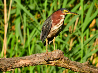 Green Heron Bird Perched on Broken Tree Log in Front of Cattails with Algae Bloom on Beak 