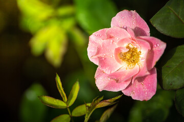 Obraz premium Roses in the garden