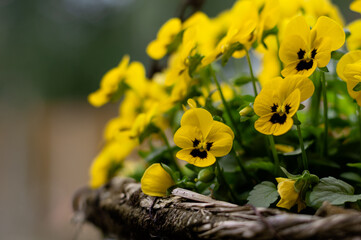 bright yellow violet flowers blooming in a basket in autumn