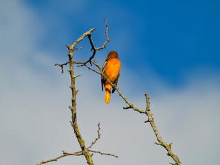 Baltimore Oriole Bird with Bright Orange Feathers Perched on Top of Tree on Bare Bare Branch with Bright Blue Sky with Some Clouds 
