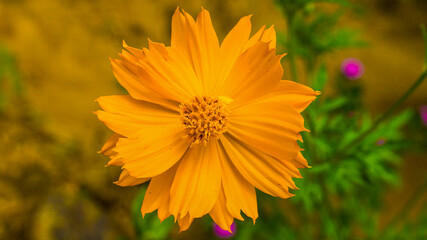 yellow flower in the garden