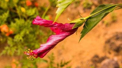 red poppy flower