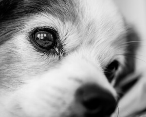 Close up of adoring dog's face. Front/side view in black and white
