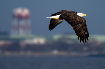 Bald Eagle flying along Pensacola Bay