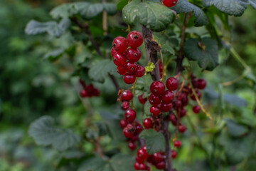 Bright red ripe red currant fruits grow on branch among green leaves on shrub in the garden. Summer berry on bush, healthy plant