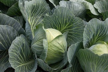 Growing and harvesting pointed cabbage on the North Holland clay in the Netherlands, a typical Dutch product - obrazy, fototapety, plakaty
