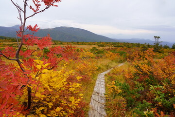 Scenery of Hakkoda Mountains in Japan with beautiful autumn colors