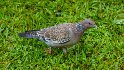 pigeon on grass