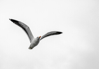 Seagull