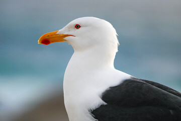 Seagull