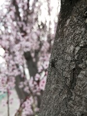 Obraz premium peach bark or fleshy peach tree trunk in the foreground and a background with bokhe effect of the tree flowers