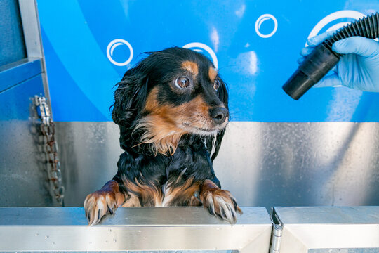 small dog at a public dog wash having a blow dry