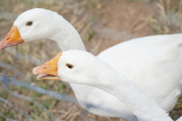 white goose on the farm