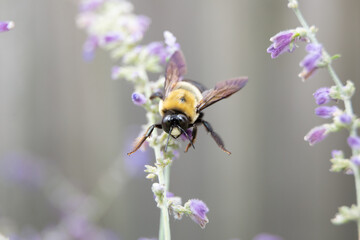 bee on purple lavender